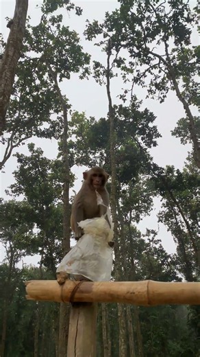 Curious wild monkey finds a plastic bag! 🐒 | Nature Discovery