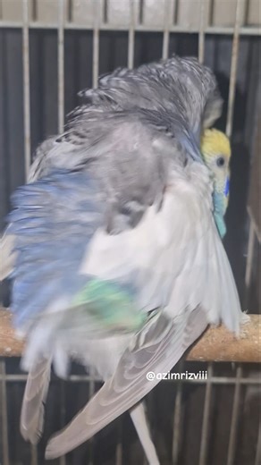 Budgies Breeding Meeting! 🥚🦜#breeding #parrot #shorts #viral #lovebirds