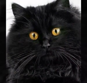 Black & White Cat on Reels