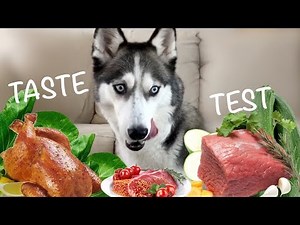What Foods Do Huskies Prefer? Funny Taste Test