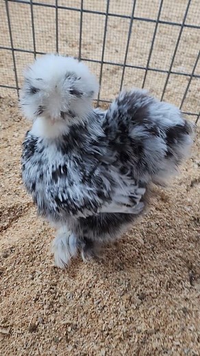 Lordosis: a posture assumed by some female animals during mating. Why do pullets and hens squat? Commonly called the "submissive squat," your girls usually do this as a mating signal or a form of protection. So, either this gal thinks I'm a handsome rooster, and she is letting me know she is ready, or she thinks I'm some bossy ole hen fixing to peck her down a few knotches! I've seen them do it for both above reasons, and some girls do it as a form of protection DURING mating. Protecting their h