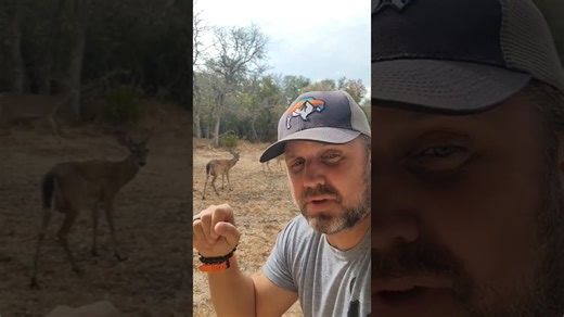 All about whitetail deer