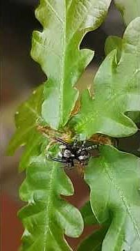 4 Shots Of A Jumping Spider In The Uk That Keep Getting Better!