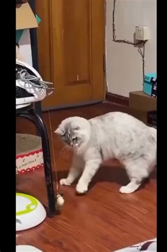 Funny ass cat compilation 🤣🤣🤣
