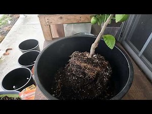Re-potting citrus trees
