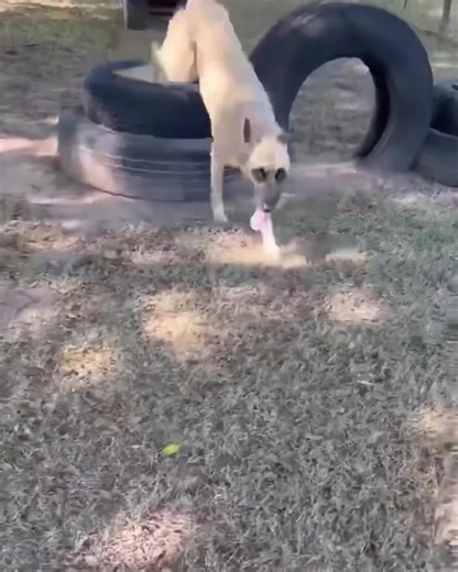 Patty is available. View all our available dogs in the Adoptable Dogs photo album on Facebook. APPLY TO ADOPT BELOW: https://form.jotform.com/73603473068256 Message us for more information. #novascotia #newbrunswick #pei #maritimedogs #dogs #dogrescue | The Relinquished Souls Animal Rescue Society Reg non-profit # 3318351