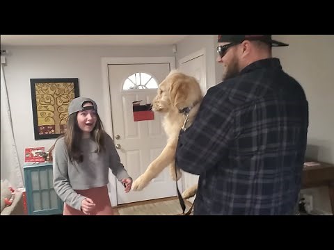 Goldendoodle Puppy Surprise!!