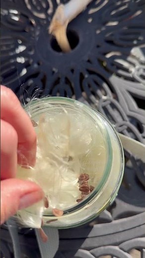 Saving Milkweed Seeds for Monarch Butterflies – Easy Harvest & Spring Planting Tips 🦋🌱