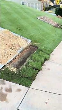 My Poor Zoysia... It's happening 😱 #golfcourselawn