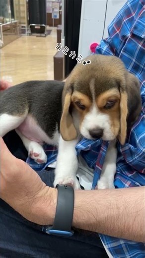 この出会いから始まり4才になったビーグル犬がかわいい🩷 #beagle #beaglecrew #puppy #ビーグル #癒し #可愛い #cute #愛犬 #かわいい #犬のいる生活