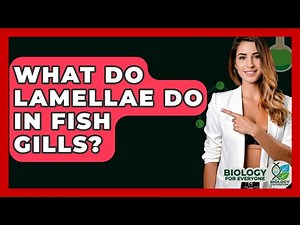 What Do Lamellae Do In Fish Gills? - Biology For Everyone