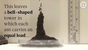Fire ants work together to build complex structures out of their own bodies, and researchers believe this behaviour could be used to inform robotics. http://go.nature.com/2tMvga8 | Nature