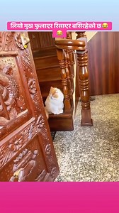 Leo is sitting angry with his mouth open😂😂 # fb #alizeh #viral #Reels #fblifestyle | Tara Chand