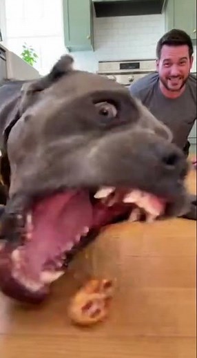 I Challenged My Dog to a Food Race… BIG Mistake! 🤣 #dogs #food