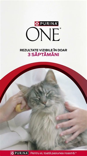 Purina® ONE: Rezultate vizibile în doar 3 săptămâni!