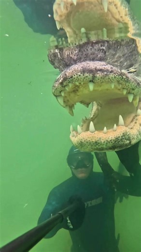 Underwater Encounter with Big Mac the 10ft Gator