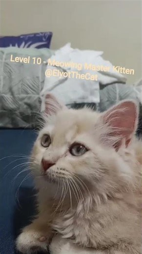 Meow Meow Meow purr! (Archive)