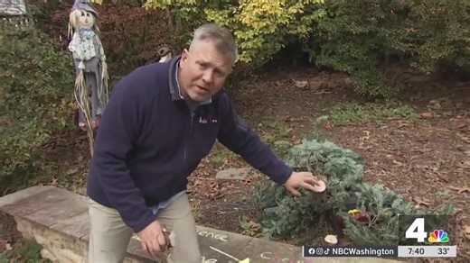 2.6K views |  It's tiiiiime! Here's how to keep a Christmas tree alive and fresh during the holiday season. | NBC Washington | Facebook