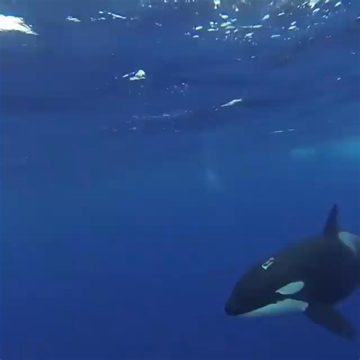 Experience the beauty of marine life with every whale sighting. #DiscoverWhalesAndWonders #DiscoverWhalesAndWonders #WhaleWatching #OceanWonders #MarineLife #WhaleAdventures #UnderwaterWonders #WhaleDiscovery #SeaLifeExploration #WhaleMagic #OceanExplorers #WhaleLovers #MarineExploration #OceanicWonders #WhaleTales #DiscoverTheDeep #SeaCreatures #WhaleEncounters #OceanDiscoveries #MarineBiodiversity #WhaleJourney #ExploreTheOceans #WhaleResearch #MarineWonders #WhaleSighting #OceanExpedition #Wh