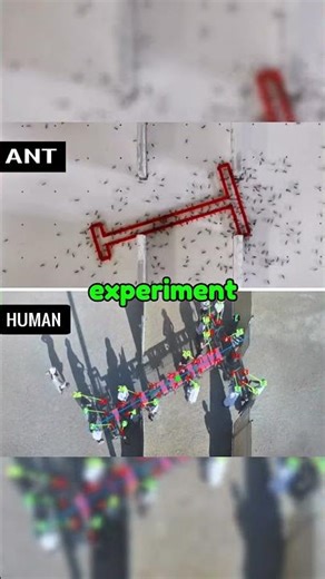 ant vs human 🤯 #worldrecord #animalkingdom