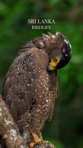 This Tiny Island Will Leave You Speechless! 🇱🇰 | Hidden Paradise of Sri Lanka #Shorts