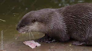 Otter eating by the water- Close Up of the animal feeding