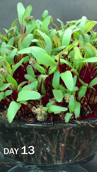 Beet microgreens growing time lapse