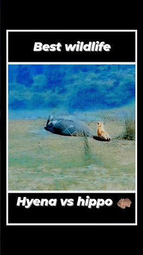 Hyena vs hippo 🦛 ! Best Wildlife!