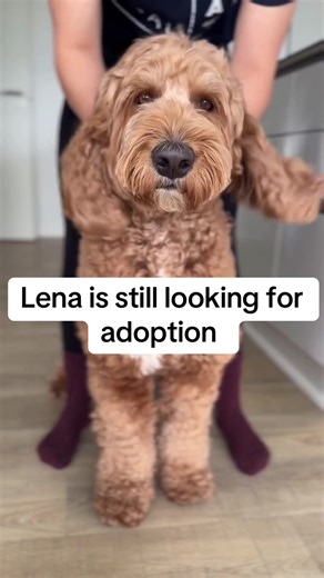 Adopt a Goldendoodle: Meet Lena