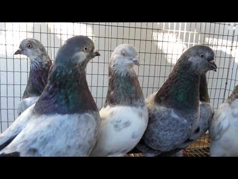 Tippler Pigeons for sale limited time. ..