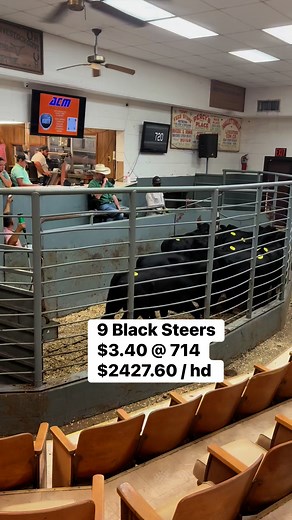 Hallettsville Livestock Comm. Co on Reels