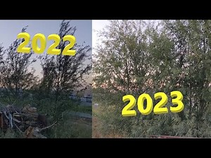 Hybrid Willow in a Dry Climate: How Fast Do They Grow??