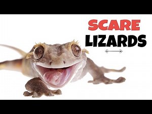 Sound To Scare Lizards | Lizard Repellent Sound