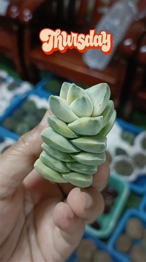 Var springtime | Myla's Succulents and Cactus