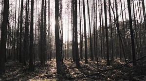 Forest, Trees, Path. Free Stock Video