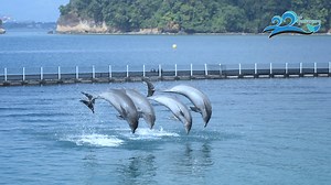 22K views · 209 reactions | We thank you for your support in our 22nd Anniversary Celebration. Being with us on our special day became our strength to continue striving for the next years. Watch as we capture your best smiles. 懶 Happy 22nd Anniversary Ocean Adventure!!! #TheAdventureGoesOn | Ocean Adventure Subic Bay | Facebook