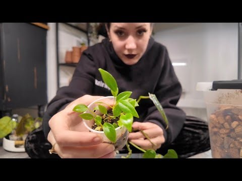 ON OUVRE LES BOX POUR BÉBÉS PLANTES 💚