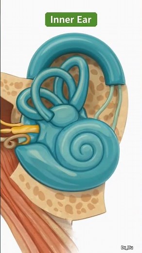 The part of the ear #humanear #science #neuroscience #senseorgansfunctions #biology #human