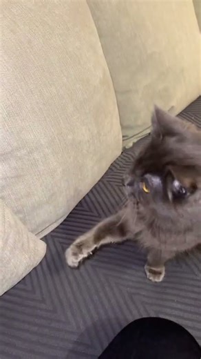 ASMR fabric scratching 🎧💅🏼(the cat wanted to help)