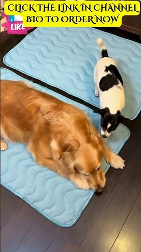 Best Self Cooling Pet Cooling Mat For Dogs & Cats [MUST-HAVE]
