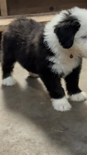 Today for our daily exposure training. We are learning how to do steps / stairs before we start going to our new homes on Sunday! Before they go home they learn to do tall steps, and short steps, wide, and narrow steps, brick steps, concrete steps, closed steps, and open wooden steps. Another part of preparing them to have all of the important confidence, and the great foundation they need….. To be brave, and eager to try new things. As they step into this big new world that they are joining in 