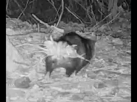 Virginia opossum tail carrying nesting material western Nebraska Dec 2025 230am