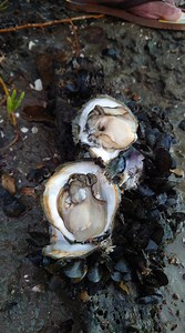 Wow! How I Find, collect, And Eat Oysters From Rock - Fishing unique #fishing #FoodLover #mudcrab #digging #trapfishing #hunting #fishing #foodlover #mudcrab #digging #trapfishing #hunting #fishing #fishinglife #flyfishing #bassfishing #fishingtrip #fishingislife #carpfishing #fishingaddict #fishingdaily #fishingislife #oysters | Ahlik Fishing