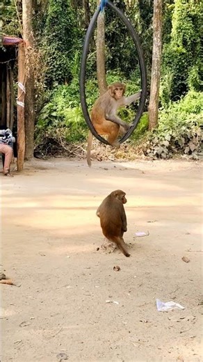 Pure bond between a monkey and a human — simple, real, and heart-touching.