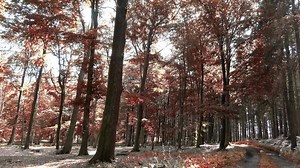 Enchanting view into an orange-brown mystical autumn forest.