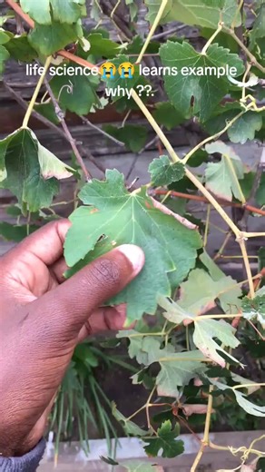 Understanding Life Science Through Real-Life Examples