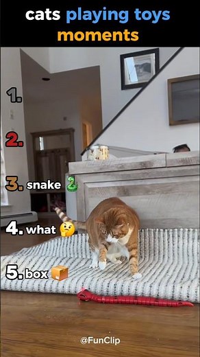 cats playing with toys #ranking #funny #funnyanimals #funnycats #cutecats