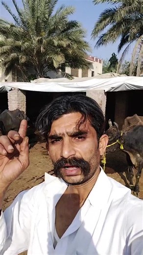 My Beautiful Village: Stooki Column, District Kasur