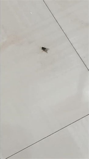 house fly#shortvideo #insects #funny #shorts