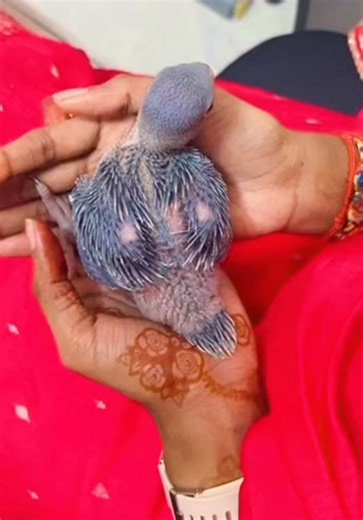 Indian Ringneck Care Tips and Updates